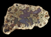 Rainforest Ryolite
