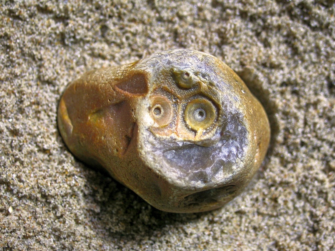 Flint Pebble with Echinoderm (Sea Urchin) Fossil