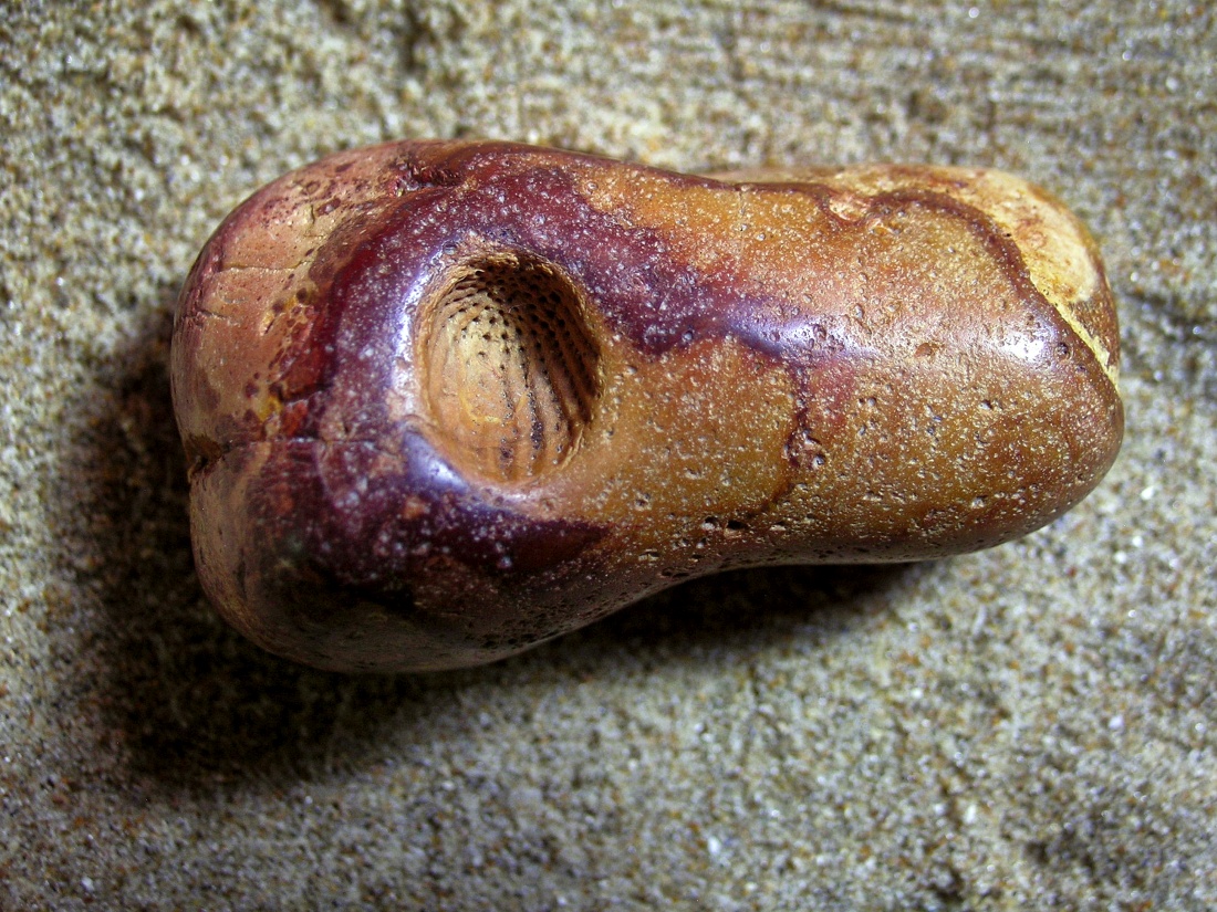 Flint Pebble with a Fossil Cidarid Echinoid Spine 