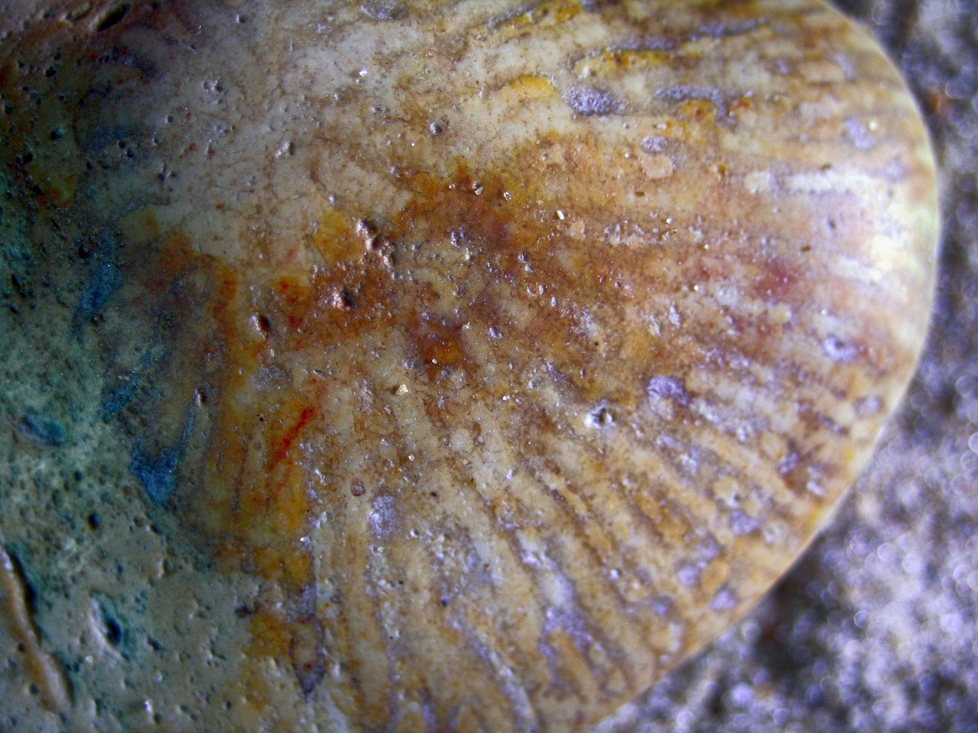 Flint with Fossil Mushroom Coral