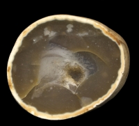 Warden Point Pebble