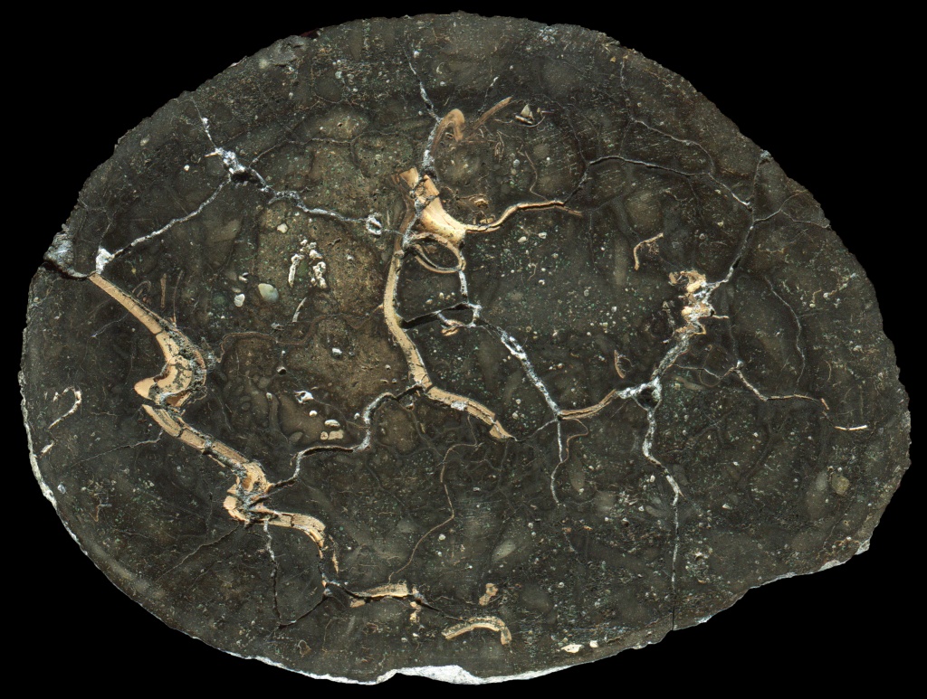 Larger Manganese/Pyrite Septarian Nodule