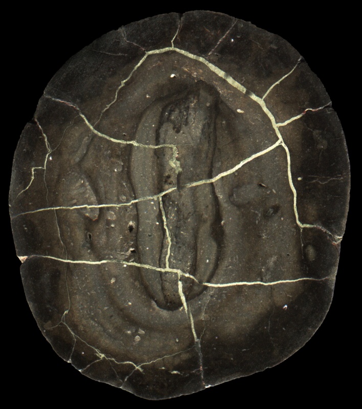 Manganese/Pyrite Septarian Nodule
