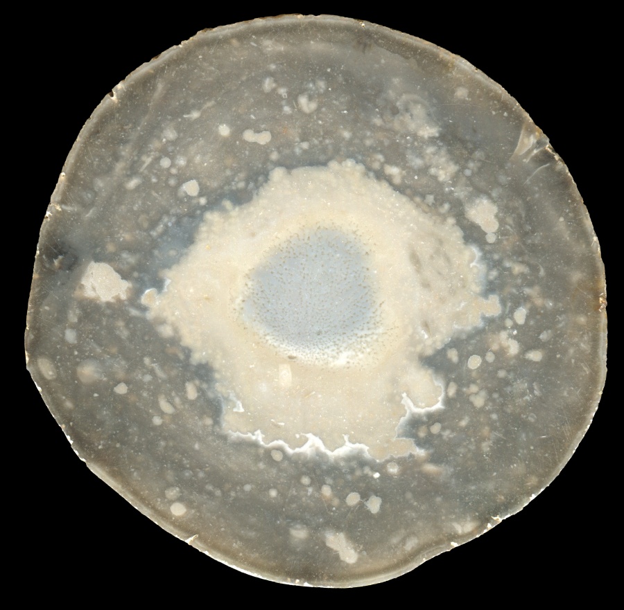 Beautiful Round Flint with Fossil Sponge