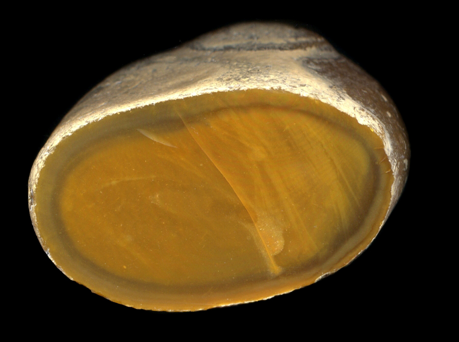 Warden Point Honey Flint