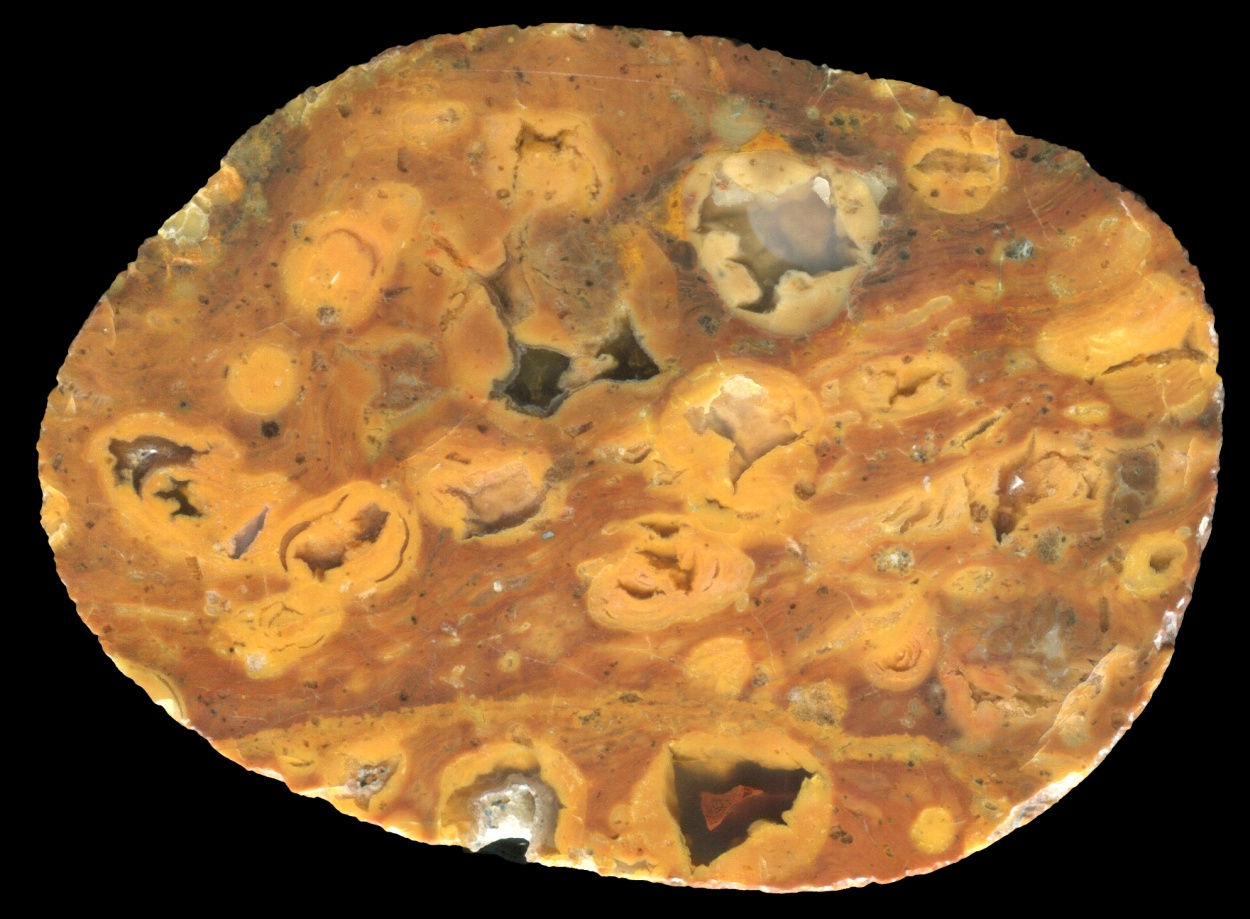 Beautiful Butter-Yellow Black Sea Spherulitic Conglomerate