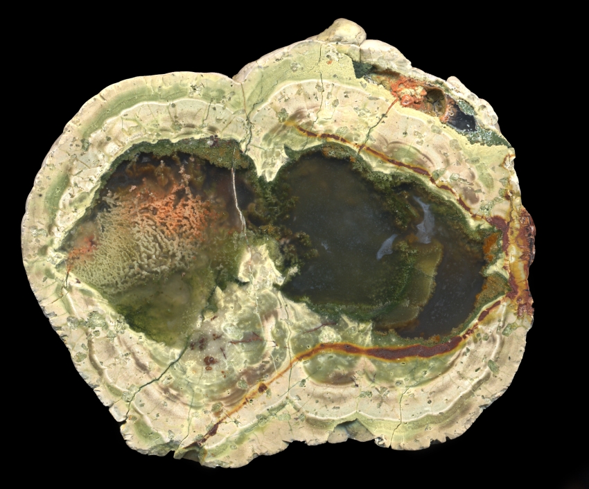 Small double Fallen Tree with Moss